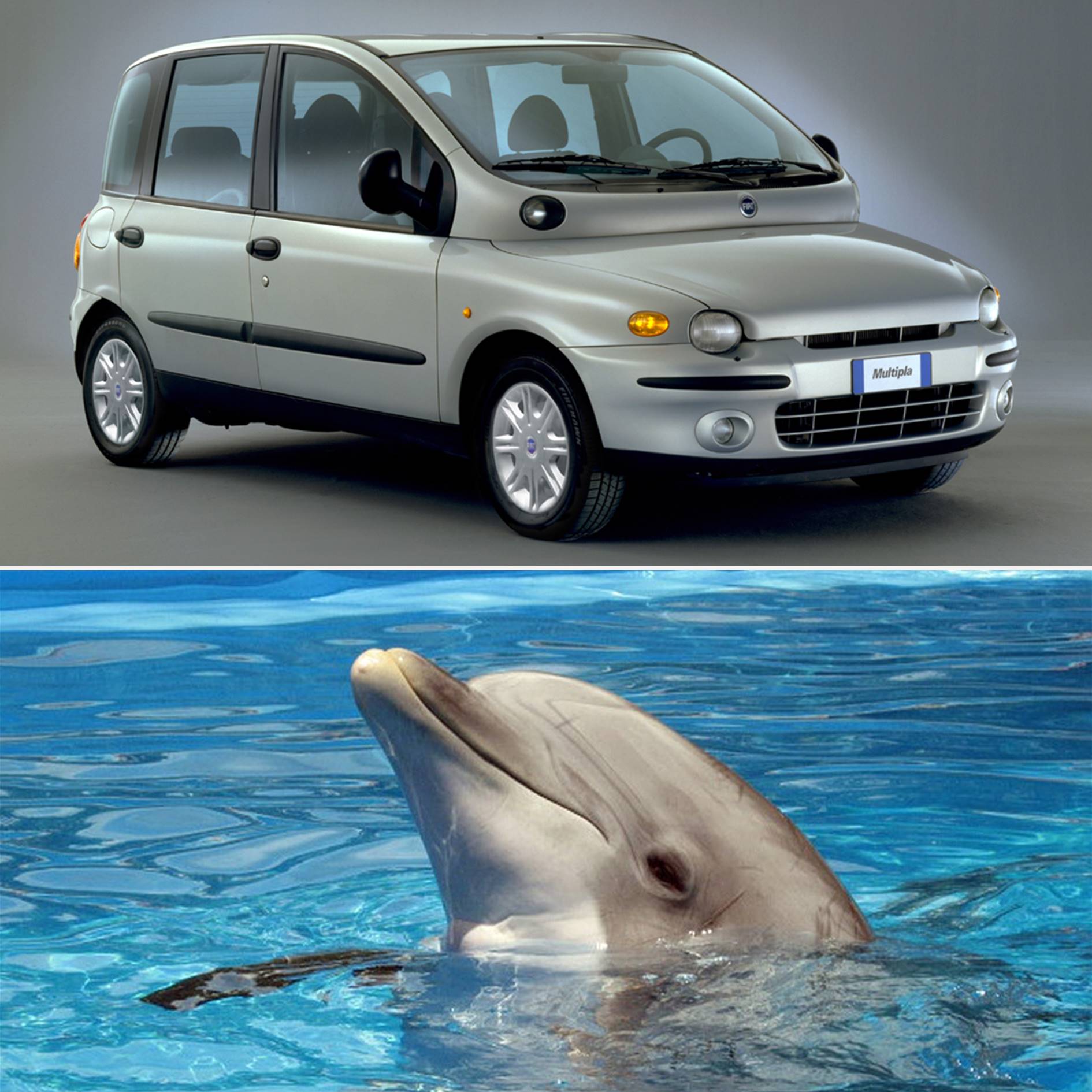 Fiat Multipla en een dolfijn